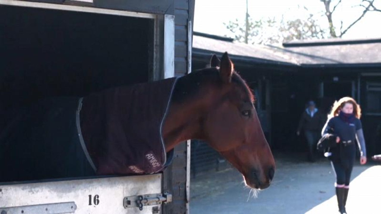 Grossbritannien: Pferdegrippe-Epidemie befürchtet