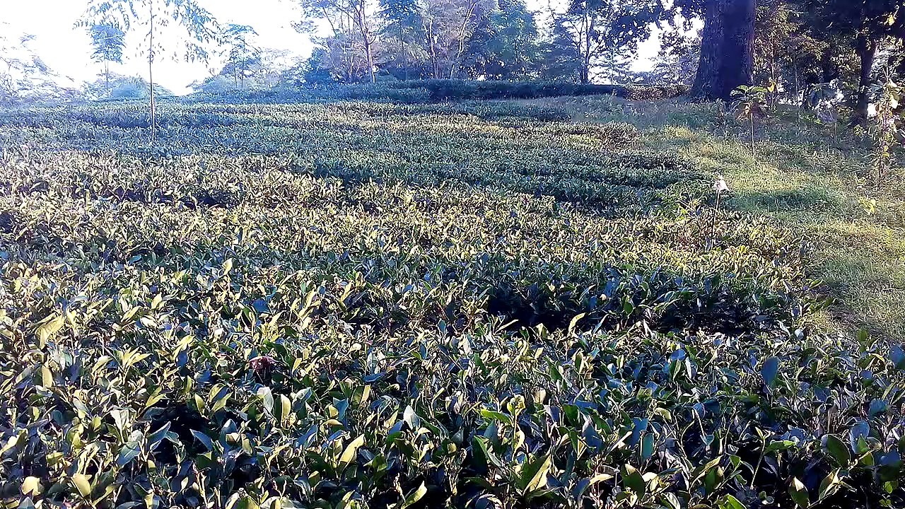Places to visit in Darjeeling Tea Garden- Darjeeling Tourism Tea Garden .चाय बागान दार्जीलिंग चाय बागान दार्जीलिंग पश्चिम बंगाल भारत