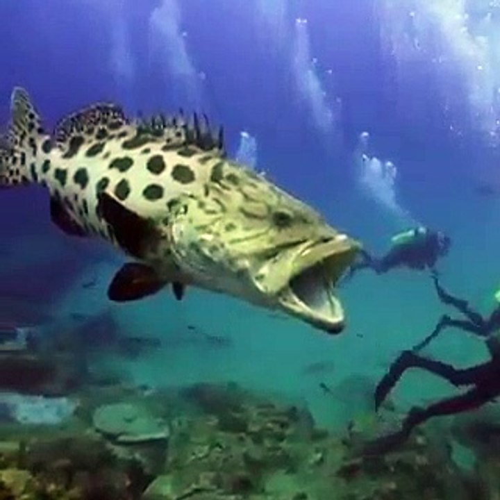 Fish Est-ce un vrai poisson ou ce poisson peint?