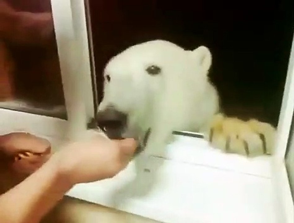 Bear Ours est venu au magasin.