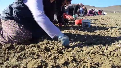 Taşköprü’de Sarımsak Dikimleri Başladı