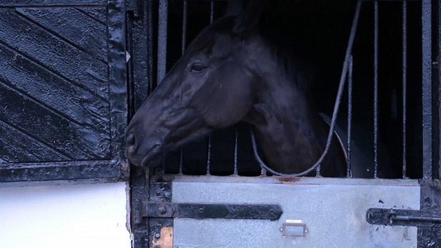 Скачки отменили из-за конского гриппа