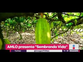 López Obrador presenta el programa "Sembrando Vida", para dar trabajo sembrando árboles