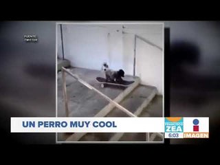 Así disfruta este perrito de andar en patineta | Noticias con Francisco Zea