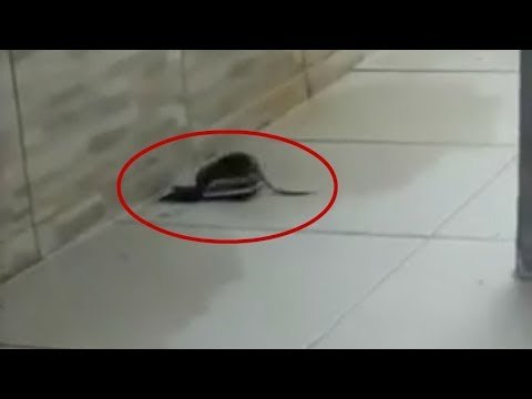 ¡La rata más inteligente del mundo! | Qué Importa