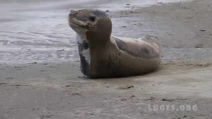 Leopard Seal visits Long Bay Beach - Animal Video 2019
