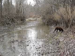 Bécasse désailée braque allemand