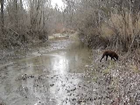 Bécasse désailée braque allemand
