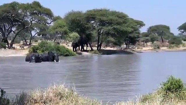 See Elephant Swimming in Tanzania with Across Tanzania Expeditions