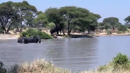 See Elephant Swimming in Tanzania with Across Tanzania Expeditions