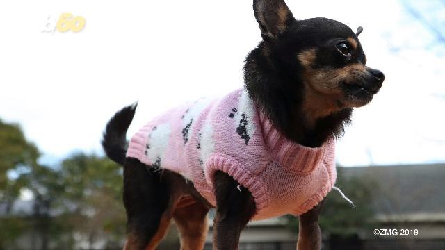 Chubby Chihuahua Em-Barks on Weight Loss Journey, Sheds More Than Half Her Weight