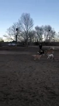 Comment occuper 10 chiens d'un coup ? Voiture télécommandée !