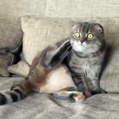 Les yeux de ce chat hypnotisé par les oiseaux à la fenêtre !