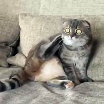 Les yeux de ce chat hypnotisé par les oiseaux à la fenêtre !