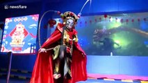 Underwater dragon dance at Chinese aquarium to welcome Lunar New Year