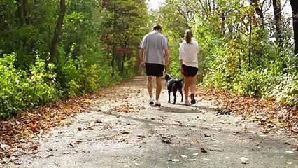 This Group Of Volunteer Pilots Is On A Mission To Save Shelter Animals Across The U.S.