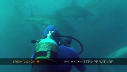 Mighty whale joins the Sardine Run feeding frenzy