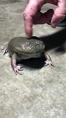 Shrieking Frog