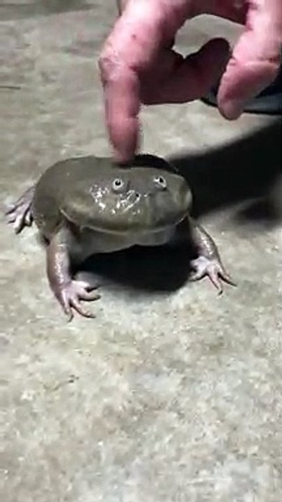 Shrieking Frog