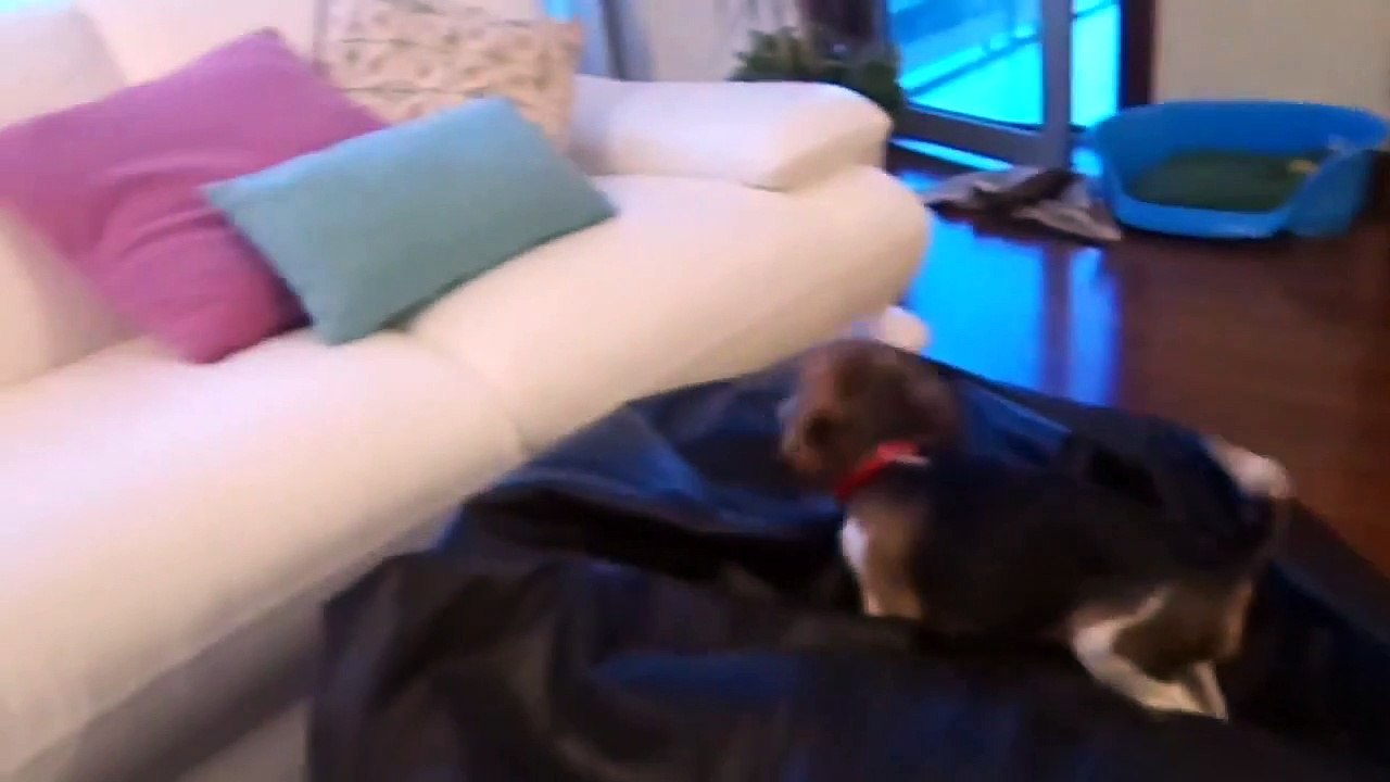 Beagle With 9 Weeks old