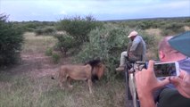 Un lion vient sentir les chaussures d'un touriste pendant un safari