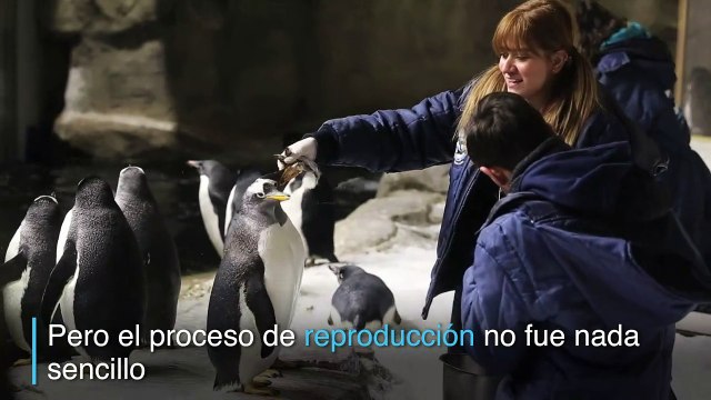 Nacen dos pinguinos en zoologico de México