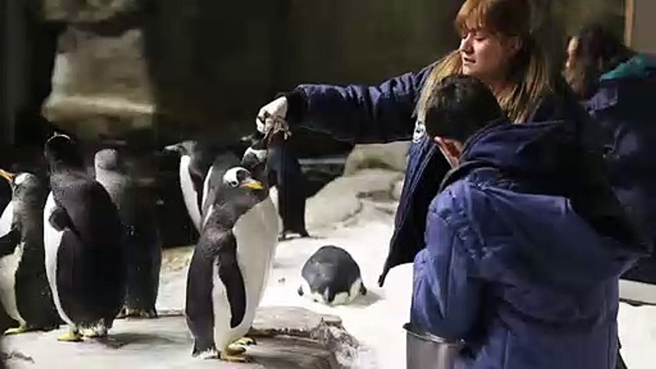 Nacen dos pingüinos Adelie en zoológico mexicano