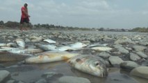El Caudaloso río Cauca muere de sed en Colombia