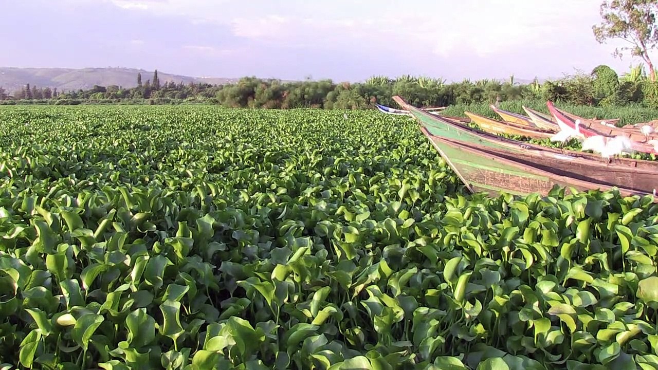 On Lake Victoria, hyacinth spreads across Africa's blue heart