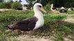 Wisdom, World's Oldest Known Wild Bird, Just Hatched A New Chick At 68