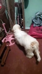 VID-20190205-WA0138
