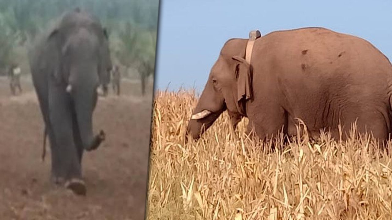 கரும்பு காட்டுக்குள் சென்ற சின்னத்தம்பி.. இப்போது எங்கு உள்ளது?