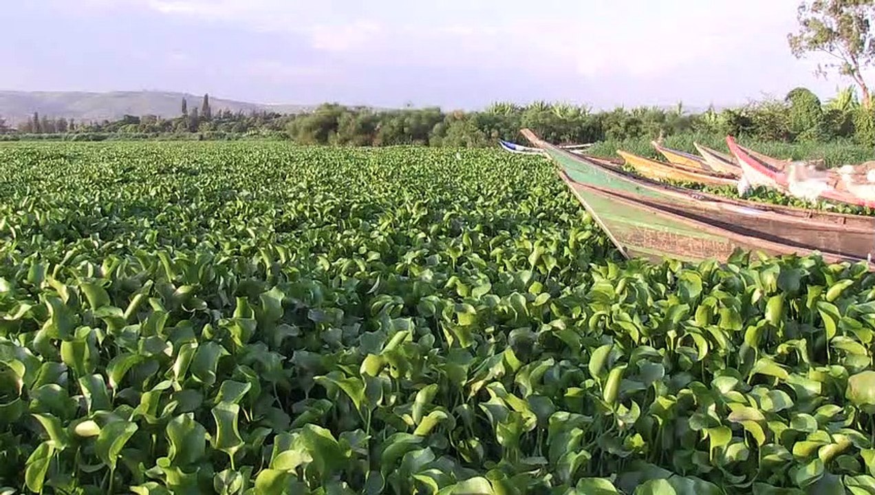 La jacinthe d'eau, fléau qui ronge le coeur bleu de l'Afrique