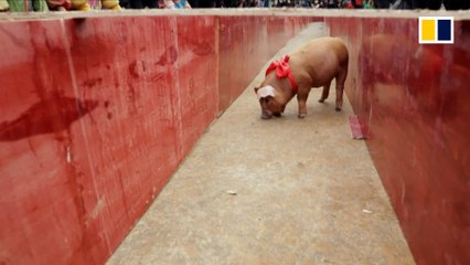 Chasing fun for the Year of the Pig