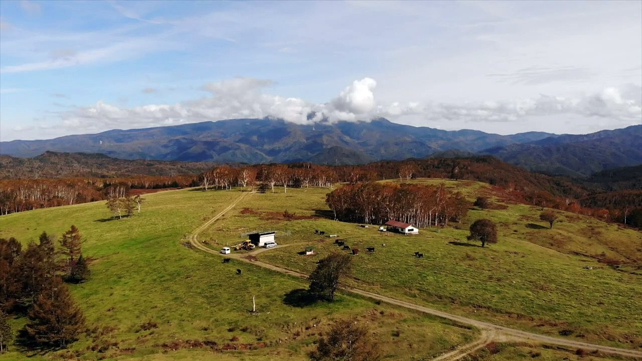 Japanisches Luxus-Rind soll Exportschlager werden