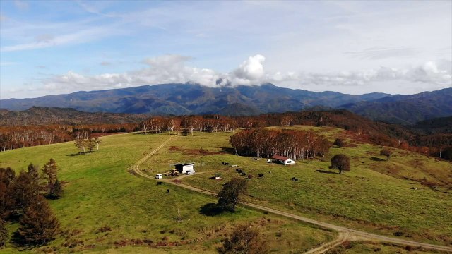 Japanisches Luxus-Rind soll Exportschlager werden