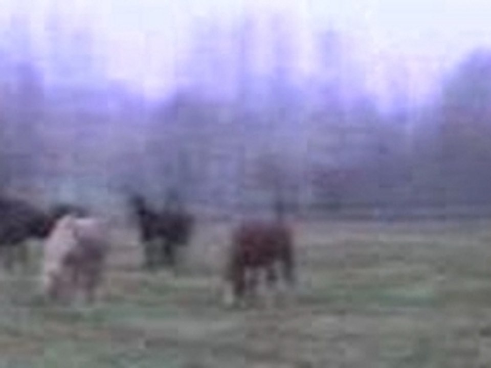chevaux au pré