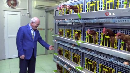 Üniversiteli tavuklar ve arılar bilim için çalışıyor, kazanç sağlıyor