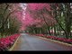 India International Cherry Blossom Festival 2018 Begins in Shillong: 5 Things About the Event