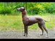 Rare Dog Breed Mexican Hairless Which Looks Like a Statue Shocks Netizens