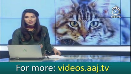 Download Video: Cat murder cases in City court Karachi