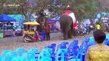 Panic as teenager clings to rampaging elephant's tusks at Thai country fair