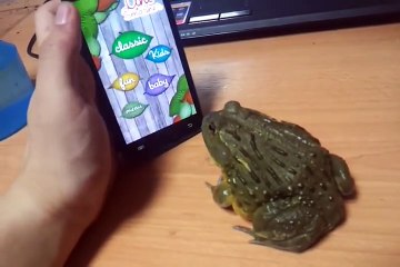 African Bull Frog ant crusher