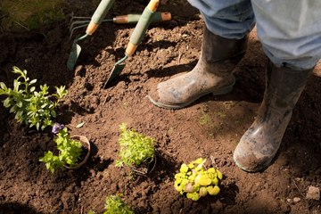 Les Experts Jardin  : Novembre, c'est le moment de planter
