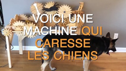 Découvrez cette machine automatique qui a pour seul but de caresser les chiens !