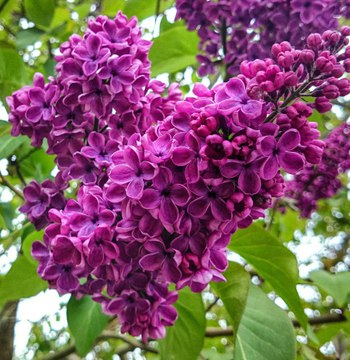 Les Experts Jardin: Peut-on déplacer un lilas et un houx plantés depuis 30 ans?