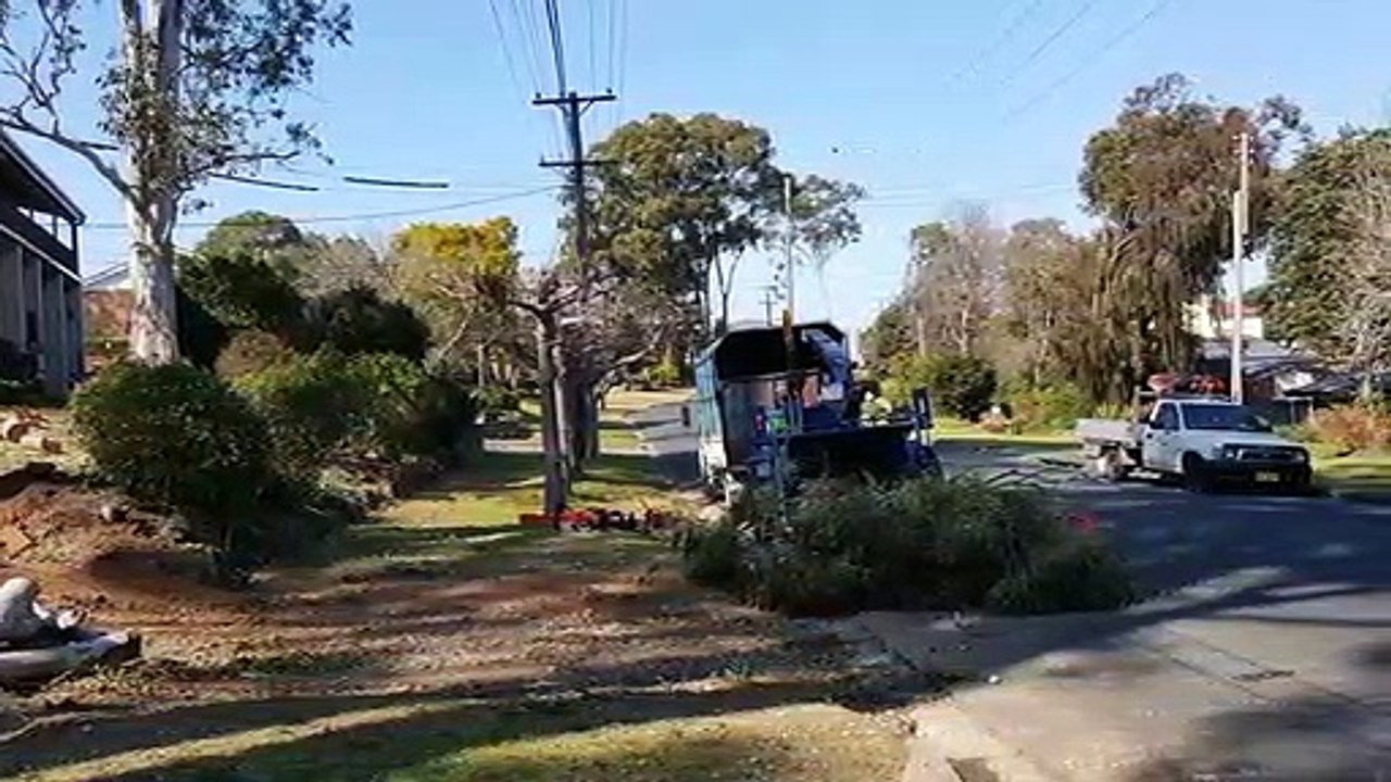 Palm Tree Removals Sydney