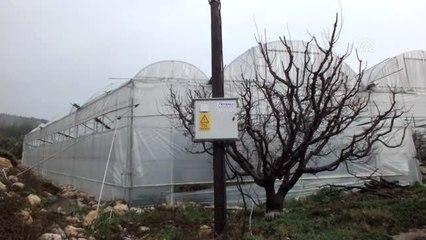 Mersin'de Erik Ağaçları Beyaza Büründü