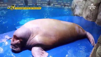 아쿠아리움의 비주얼 센터! '바다코끼리' 내꺼야~♥