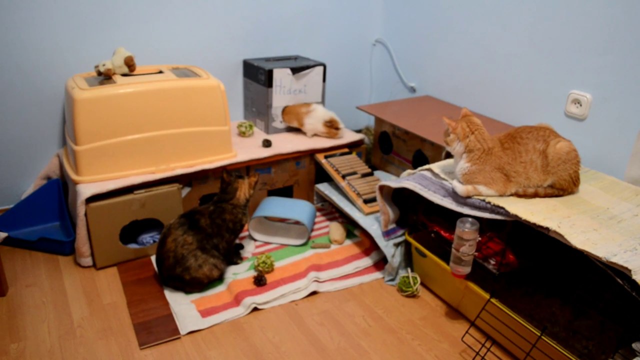 CÓMO TENER SUELTAS POR CASA COBAYAS, CONEJOS Y CHINCHILLAS | CONSEJOS DE SEGURIDAD Y LIMPIEZA